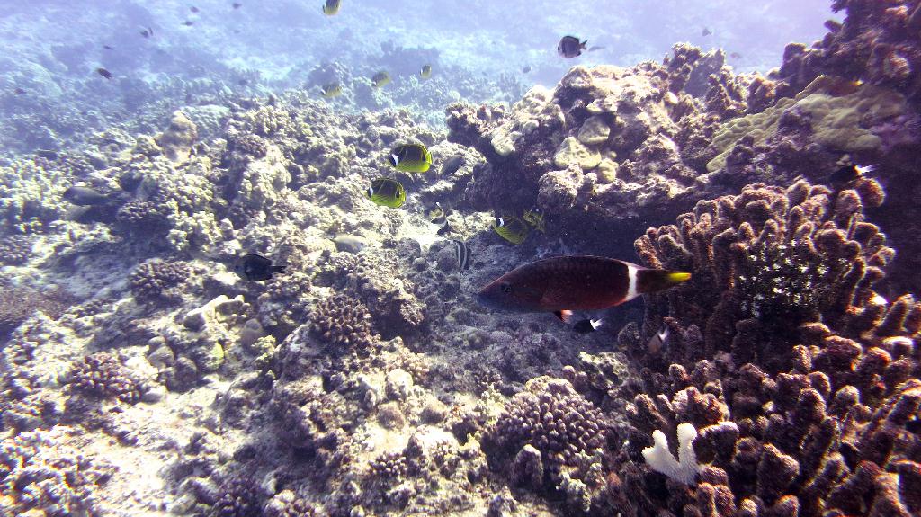 Saipan - Naftan Point