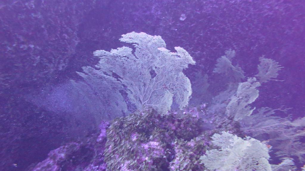 藍洞 - Saipan  - Grotto