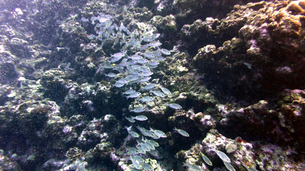 藍洞 - Saipan  - Grotto