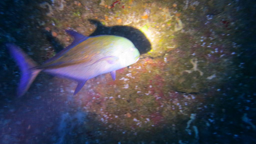 藍洞 - Saipan  - Grotto