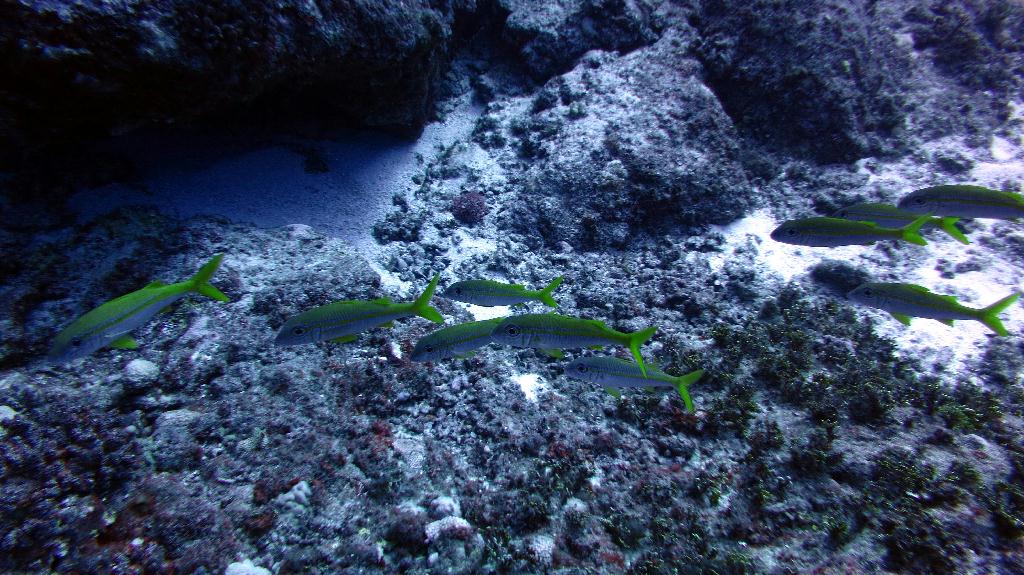 藍洞 - Saipan  - Grotto