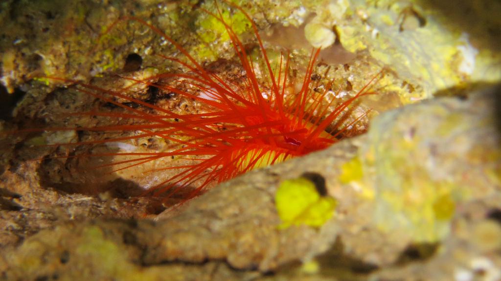 藍洞 - Saipan  - Grotto