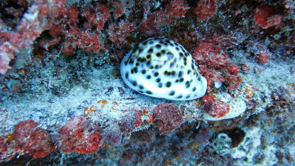 Saipan  - Landing Craft