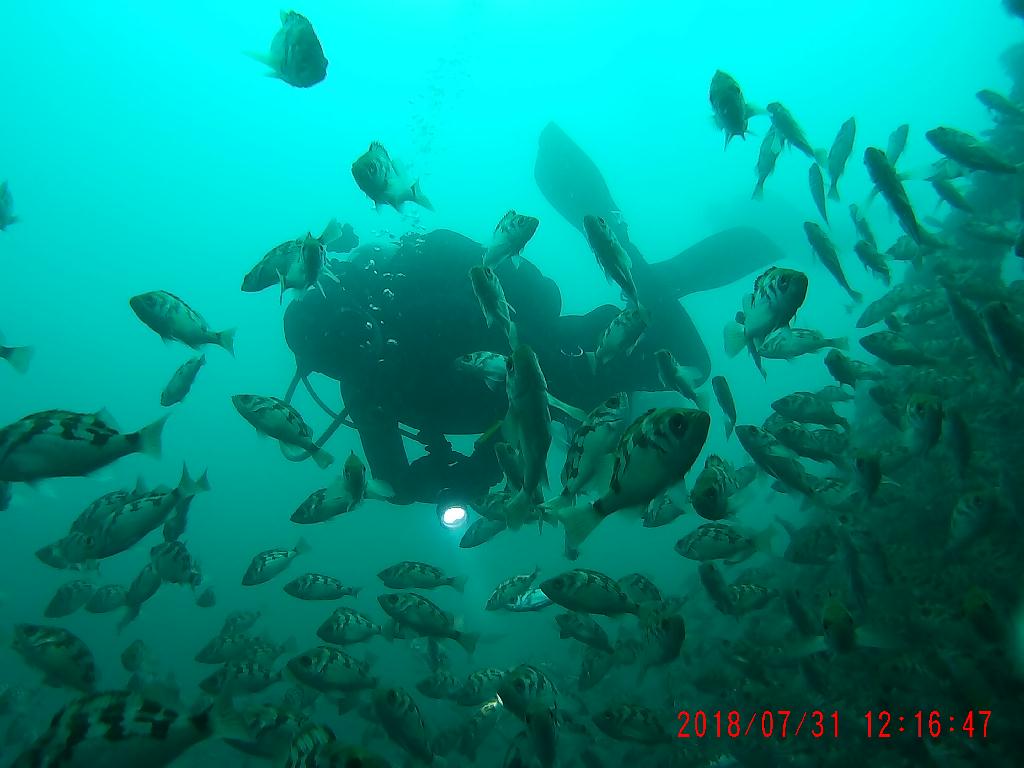 철재삼동 뽈락 관찰 - Naeae Scuba Resort, Yangyang, Kangwon, Korea - 철재삼동