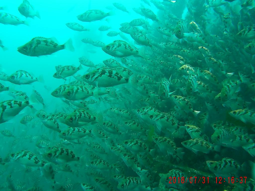 철재삼동 뽈락 관찰 - Naeae Scuba Resort, Yangyang, Kangwon, Korea - 철재삼동