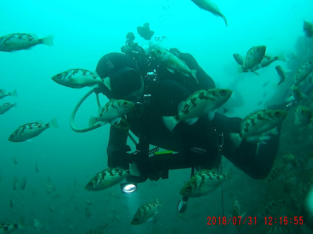 철재삼동 뽈락 관찰 - Naeae Scuba Resort, Yangyang, Kangwon, Korea - 철재삼동