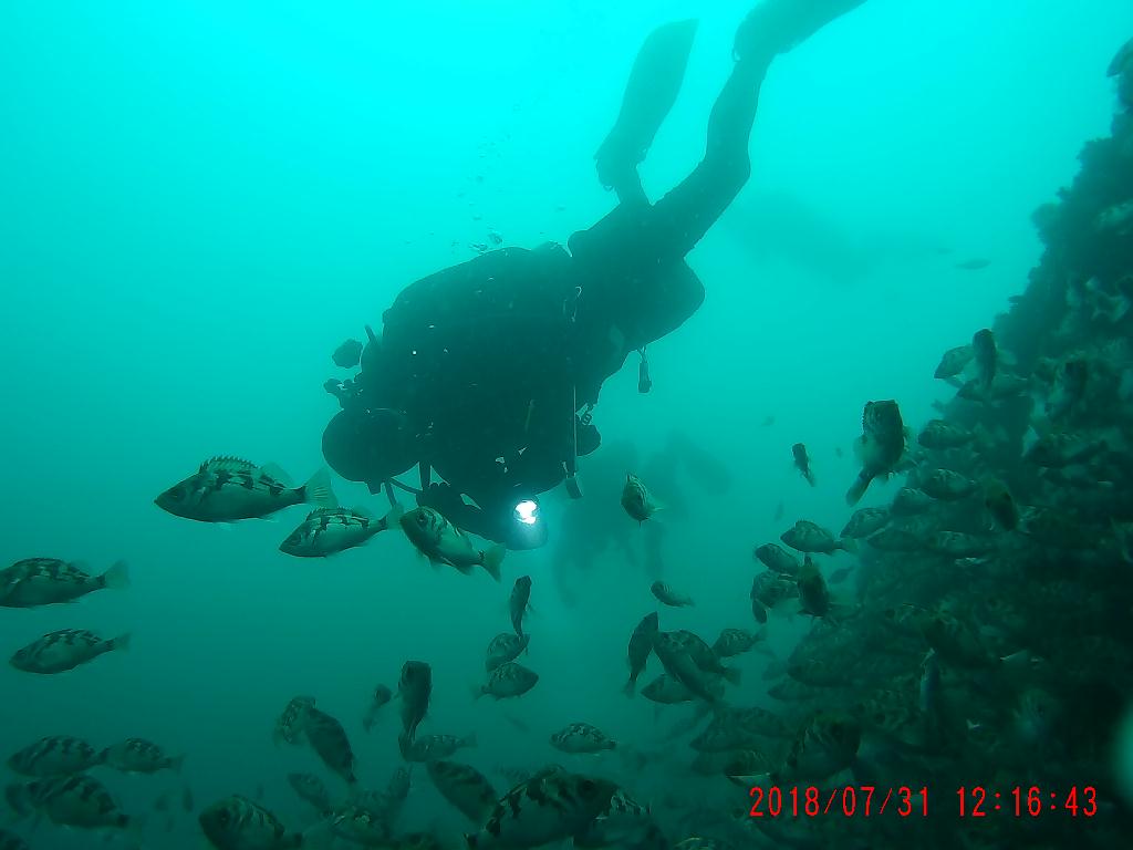 철재삼동 뽈락 관찰 - Naeae Scuba Resort, Yangyang, Kangwon, Korea - 철재삼동