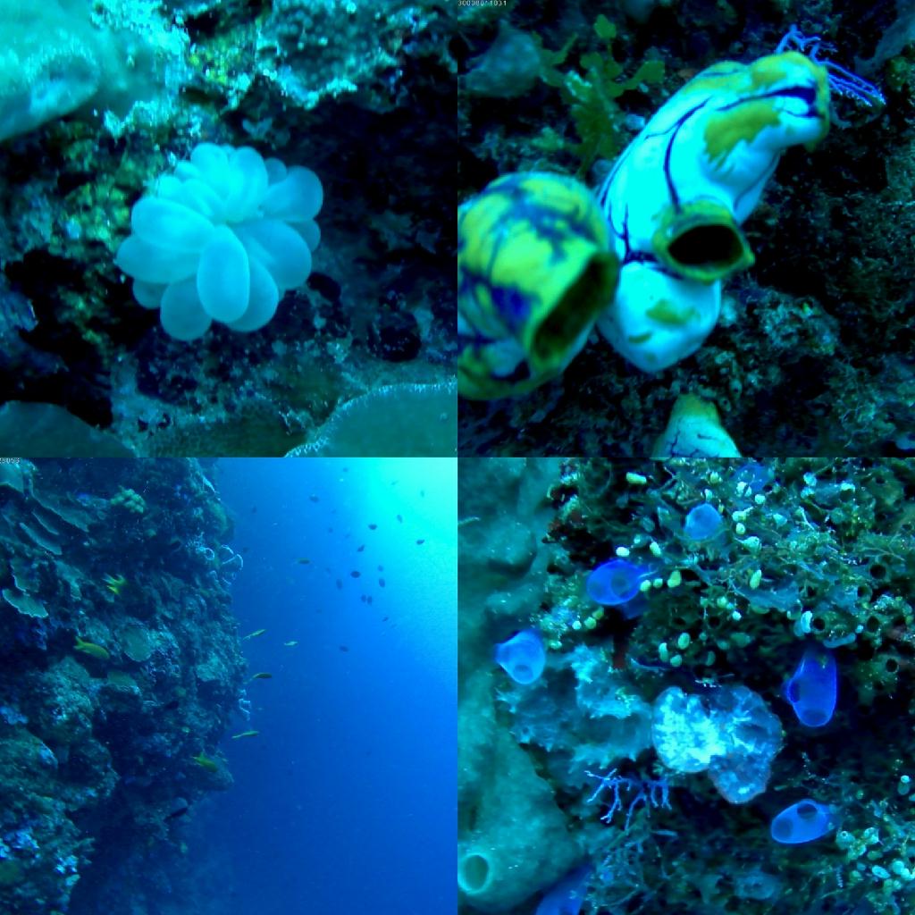 Wall dive - Indonesia Bunaken Bastianos  - Alungbanua