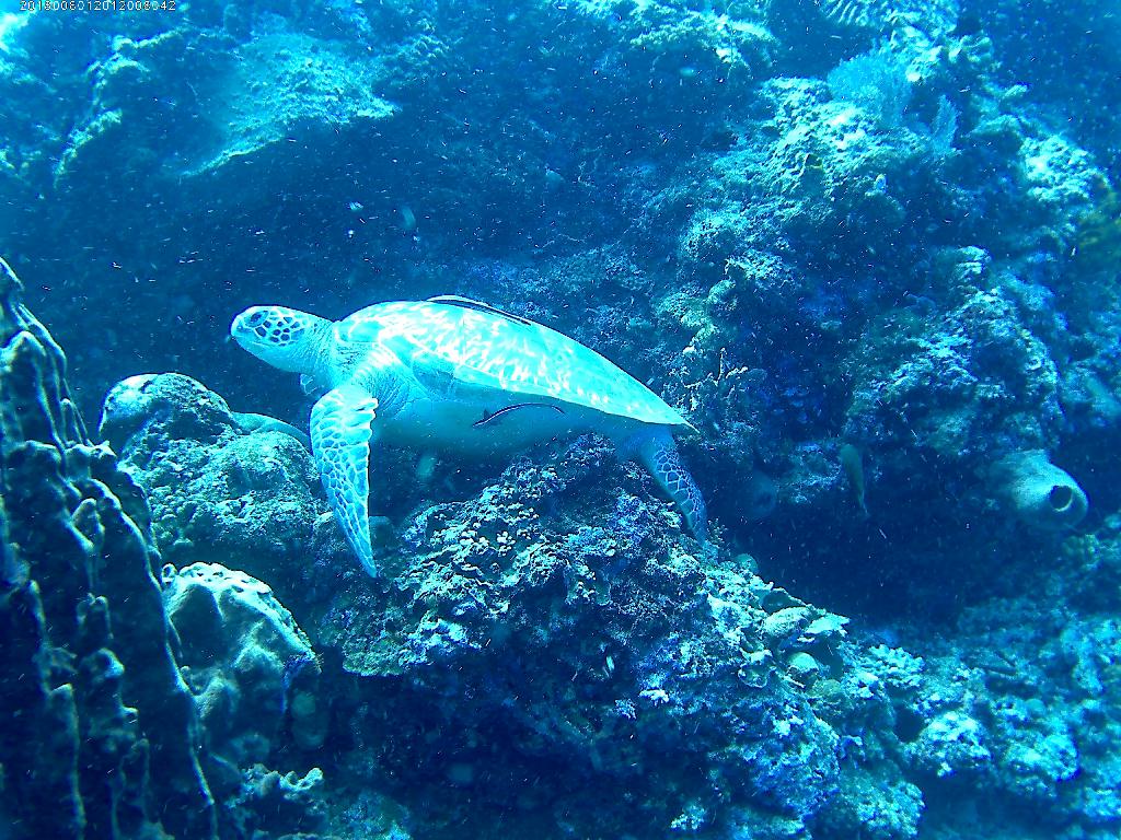 Indonesia-Bunaken - Lekuan 1 (Turtle city)