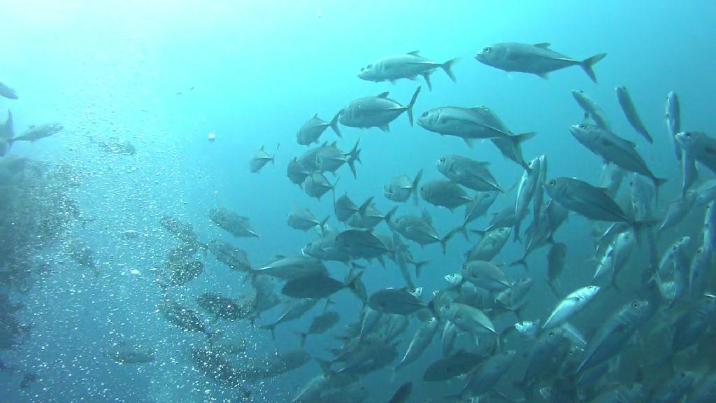 Philippines Dynamic Bohol - Balikasag Black Forest