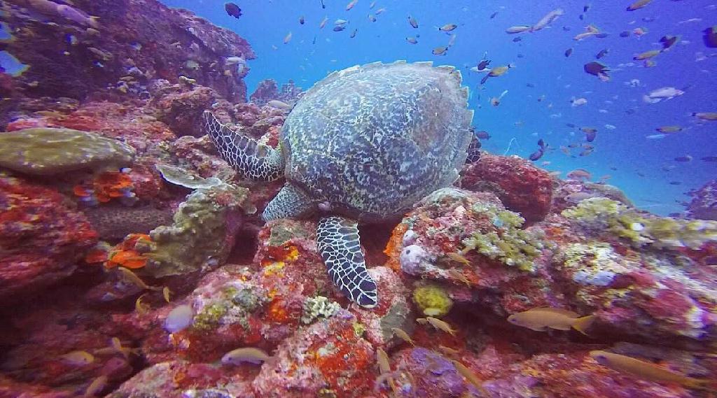 sabang  - monkey wrecks