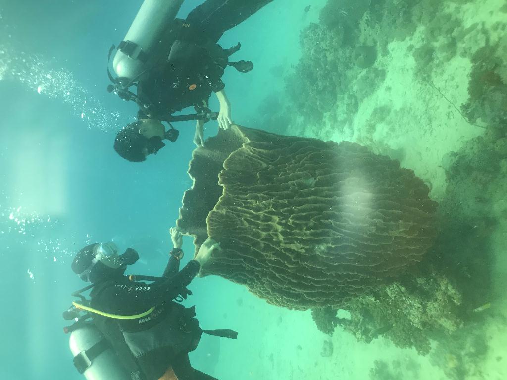 看硨磲 - sabang  - Giant clam