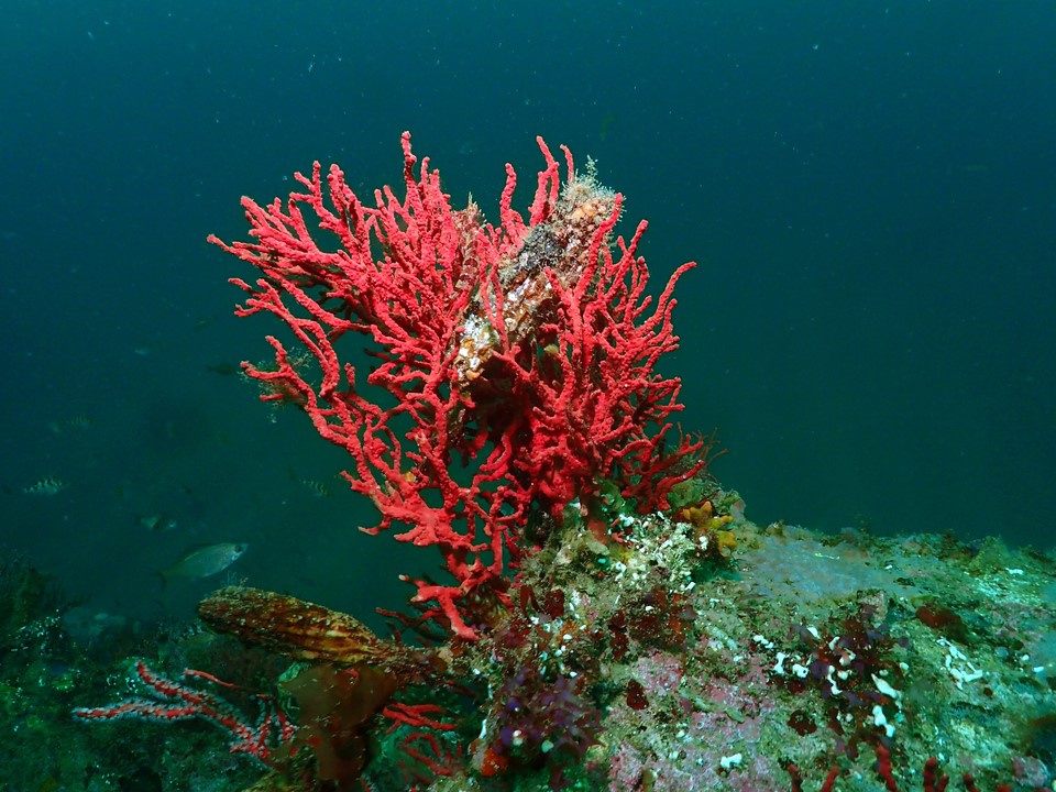 오픈워터교육 - 강릉 마린플래닛 - 트라이앵글가든
