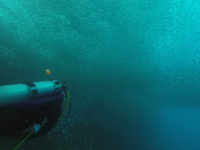 세부_모알보알[라이언다이빙]  - 라이언 하우스 리프