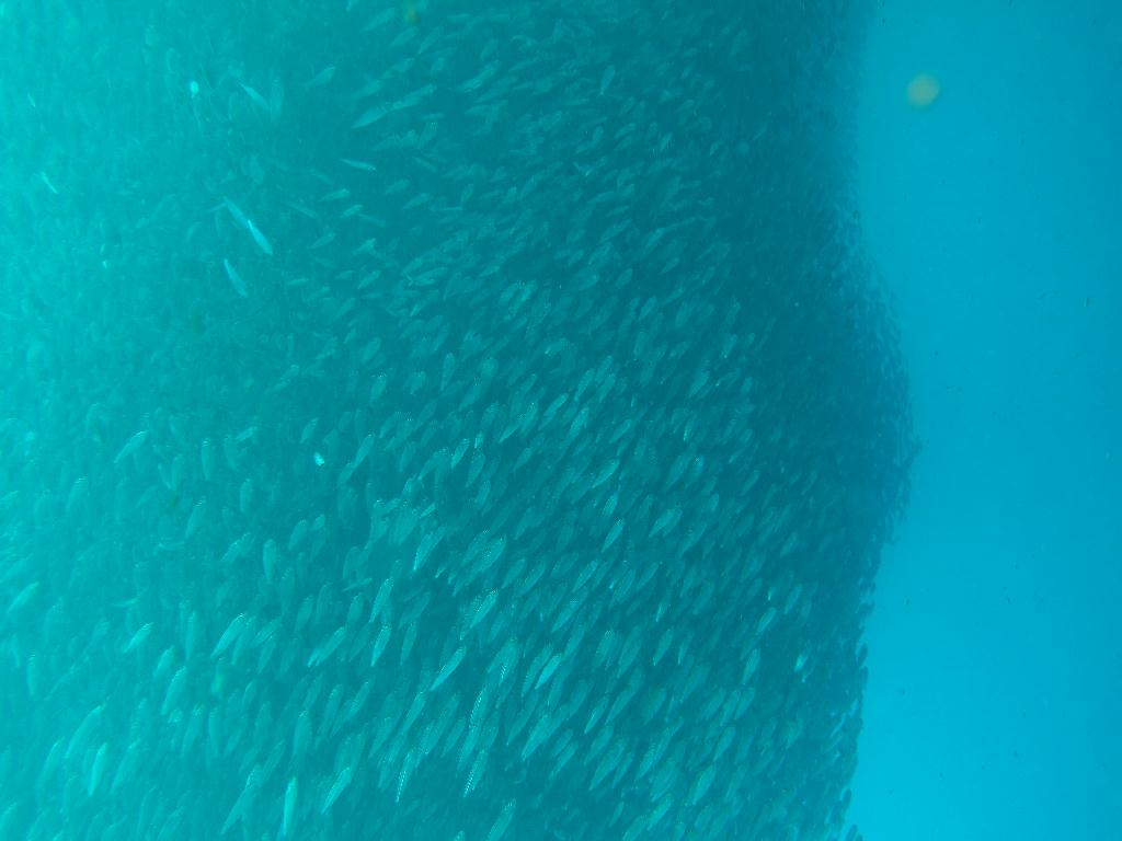 세부 모알보알[라이언다이브] - LION HOUSE REEF