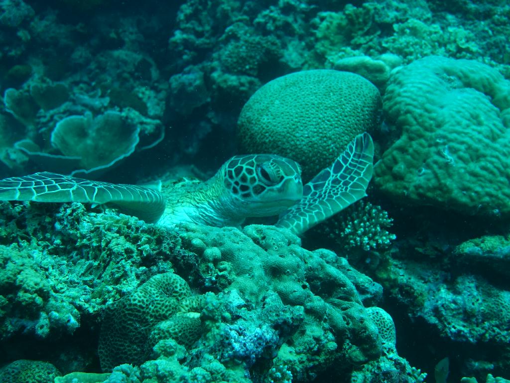 세브 모알보알[라이언다이브] - TONGO