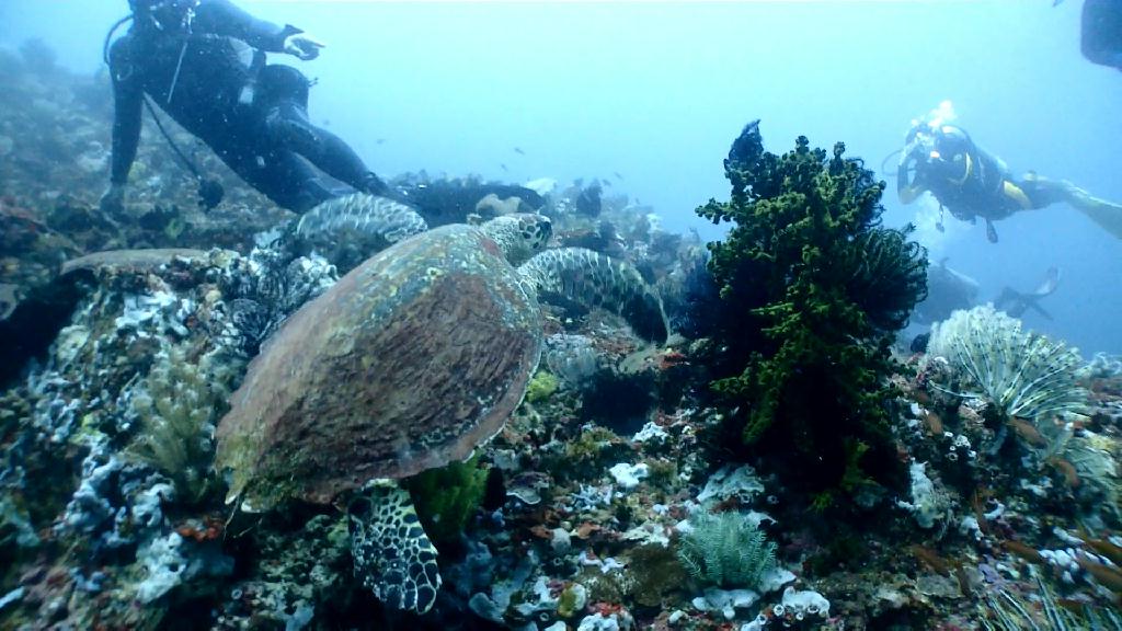 아닐라오 체크다이빙 - Anilao Kingkong Dive Resort - Groto #1