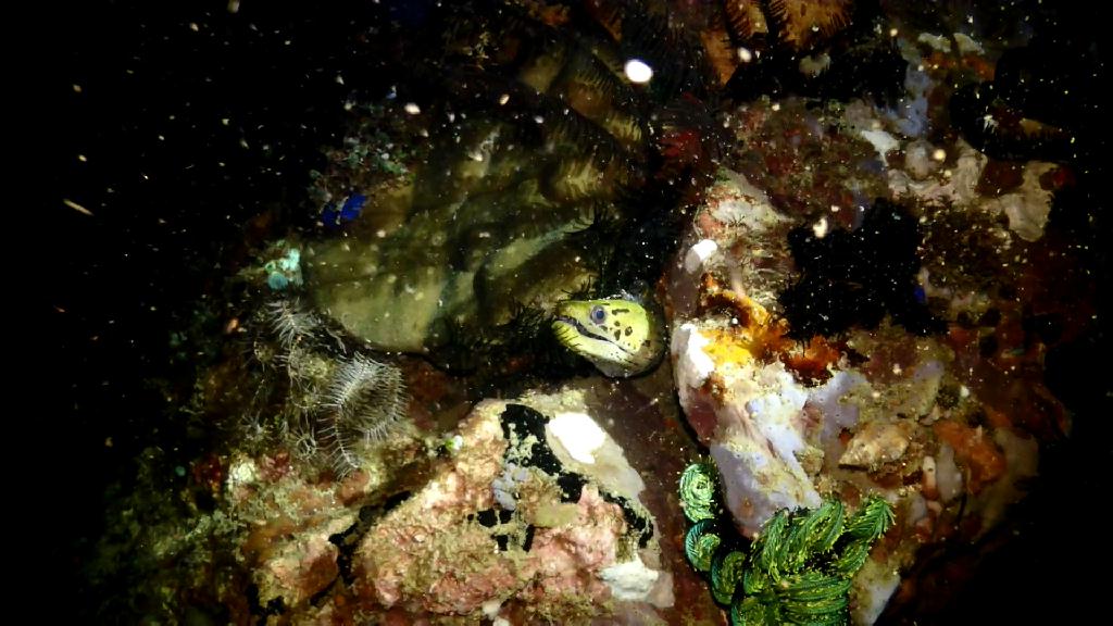 아닐라오 나이트 다이빙 - Anilao Kingkong Dive Resort - Red Rock