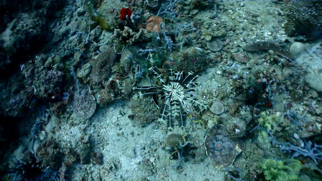 아닐라오 다이빙 - Anilao Kingkong Dive Resort - Bubble