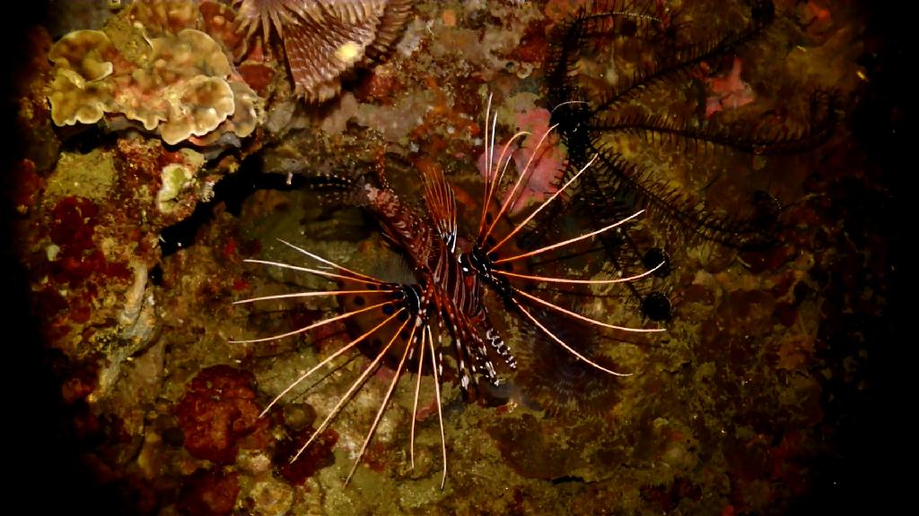 아닐라오 나이트 다이빙 - Anilao Kingkong Dive Resort - Red Rock
