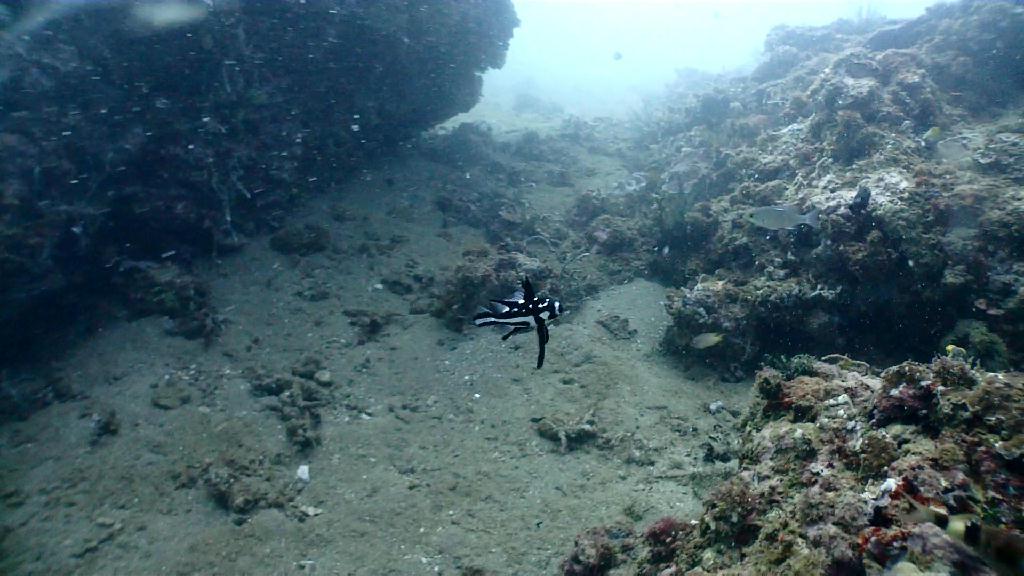 아닐라오 다이빙 - Anilao Kingkong Dive Resort - Bubble