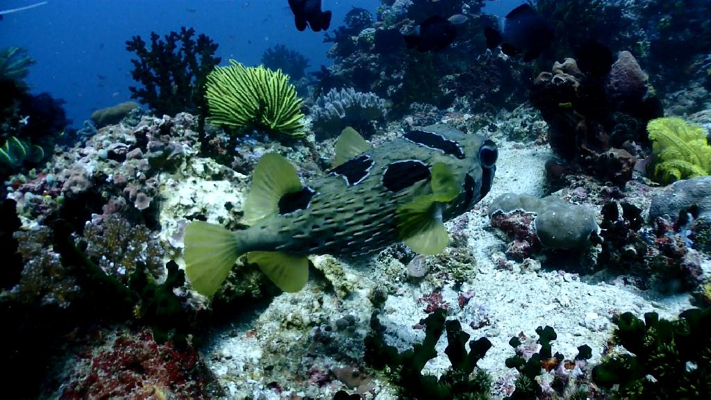 아닐라오 다이빙투어 - Anilao Kingkong Dive Resort - Beatriz Rock