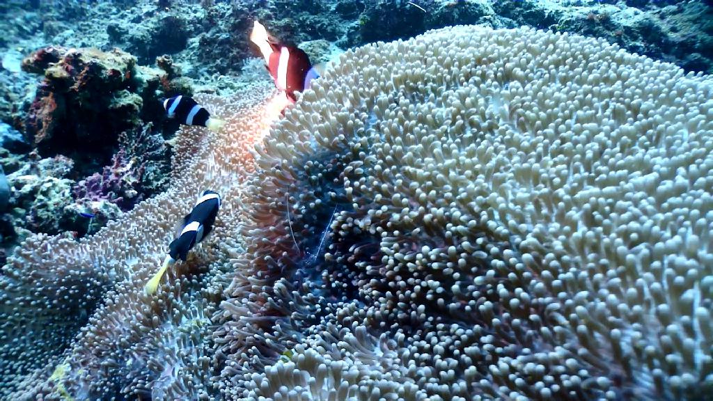 아닐라오 다이빙투어 - Anilao Kingkong Dive Resort - Beatriz Rock