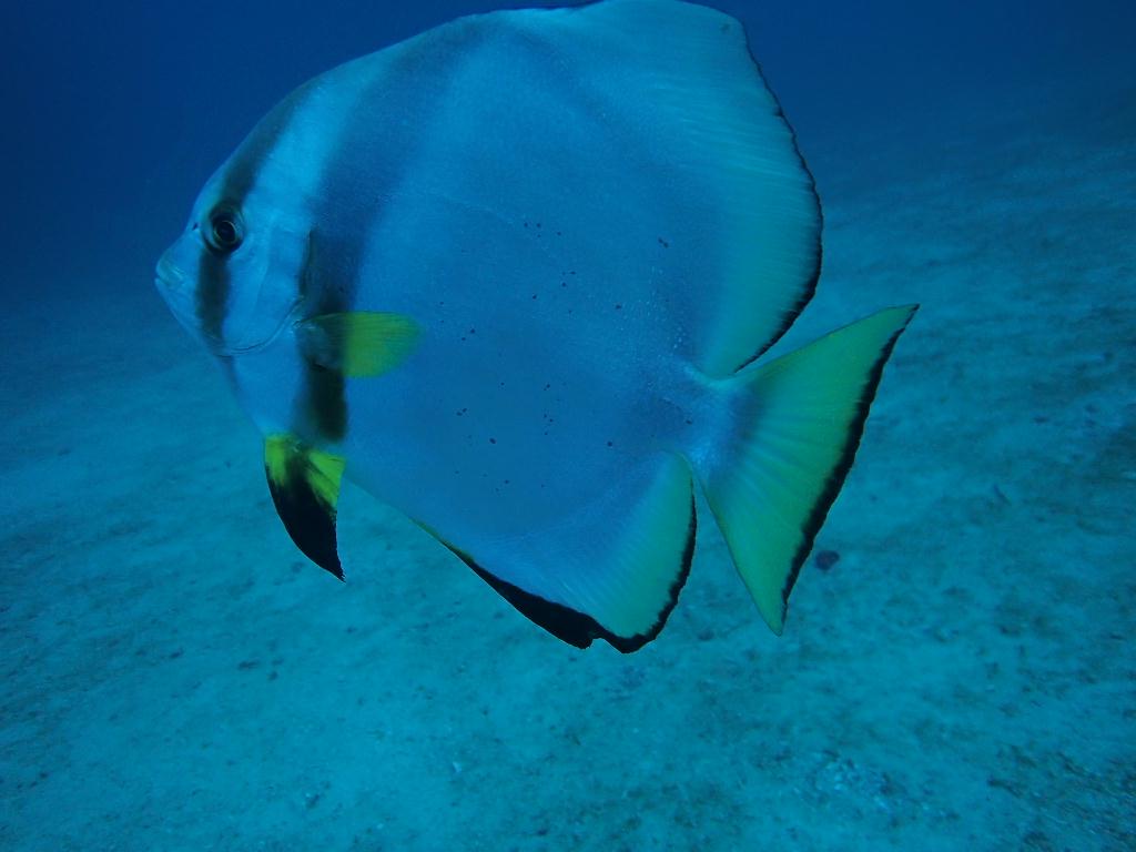 Check dive - sabang  - alma jane