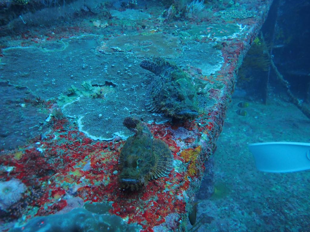 Check dive - sabang  - alma jane