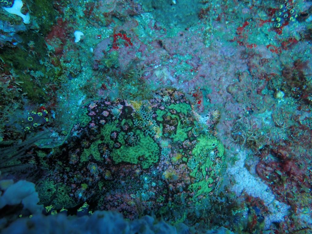 Check dive - sabang  - alma jane
