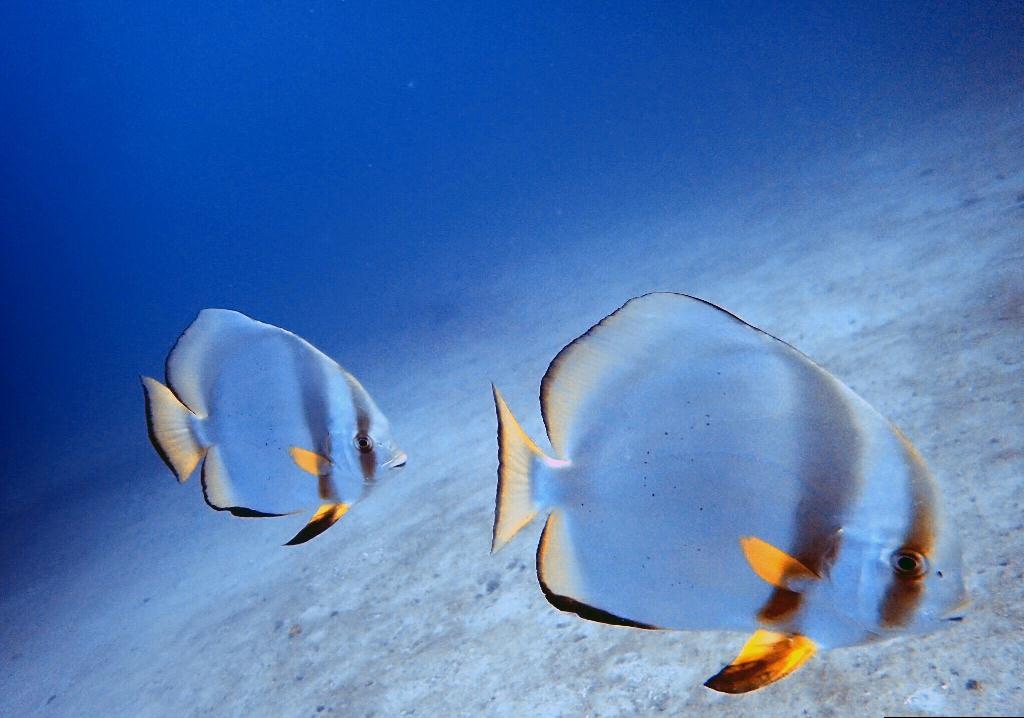 Check dive - sabang  - alma jane