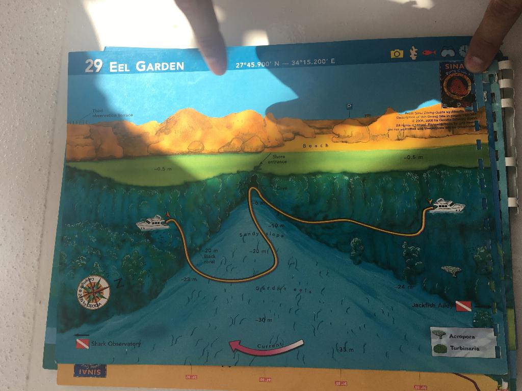 sharm el sheikh - Eel garden&shark observatory