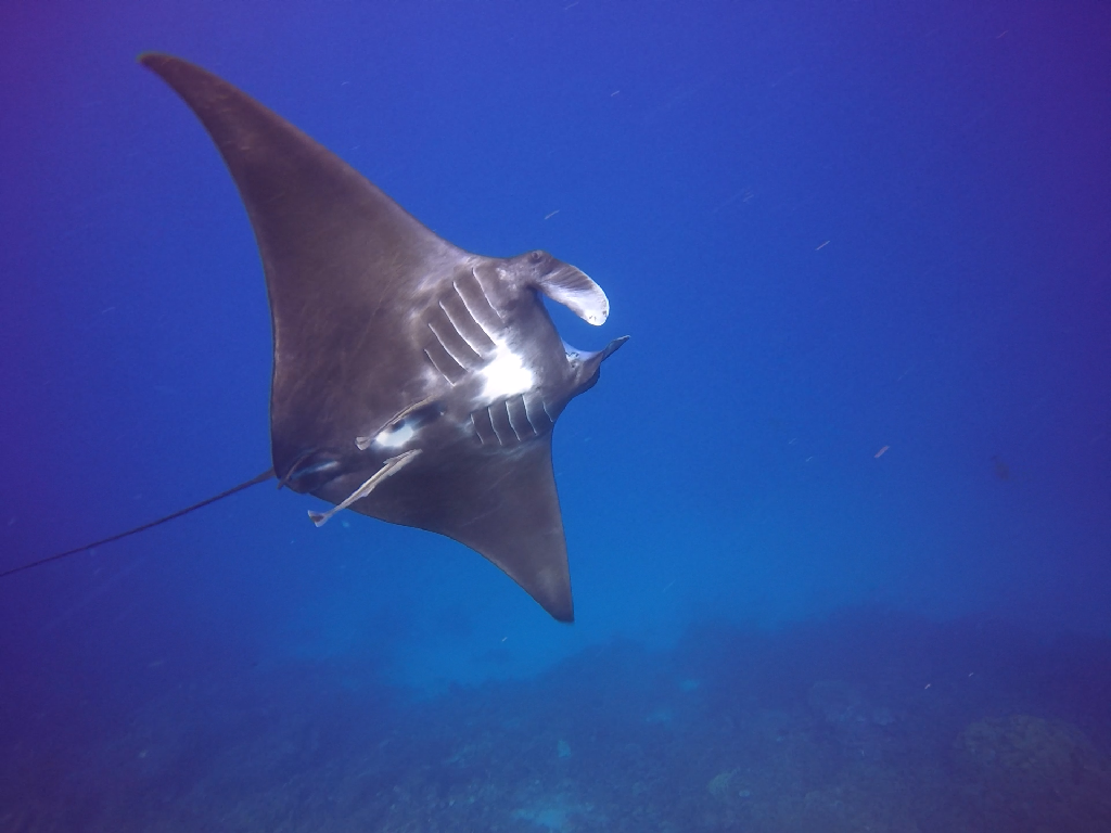 Fun diving - Komodo island - China shop