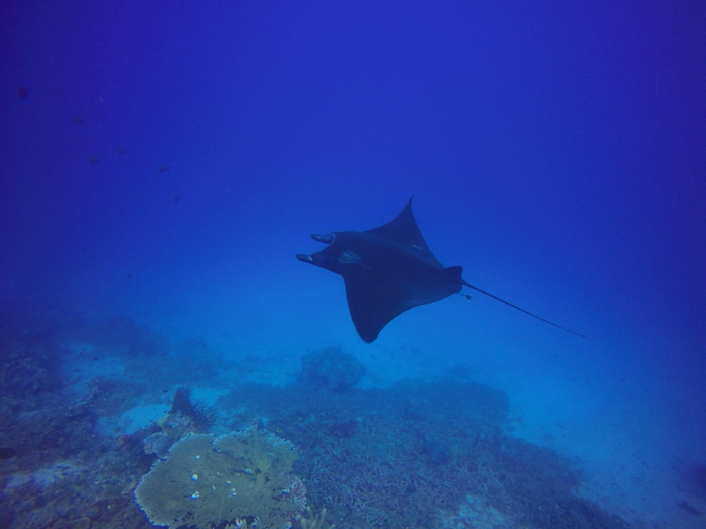 Fun diving - Komodo island - China shop