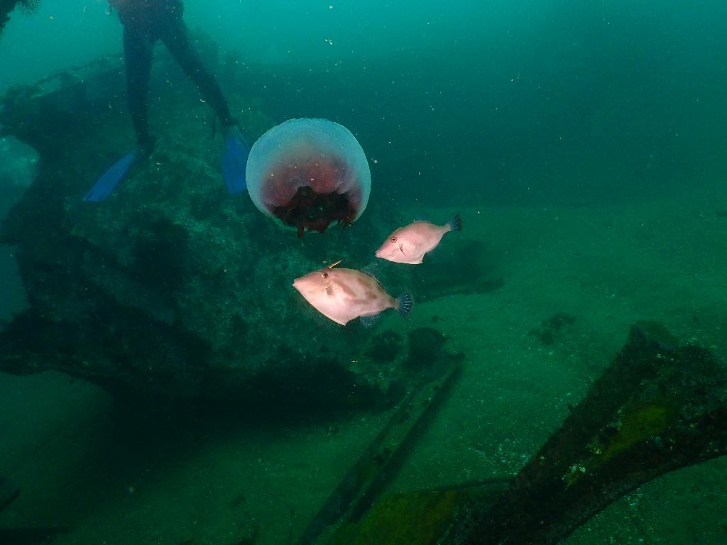 해중공원? 스타트렉? 다양한 이름의 강릉 난파선 포인트