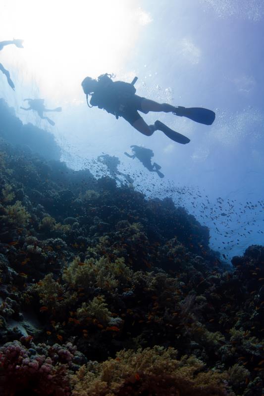 sharm el sheikh - gordon reef