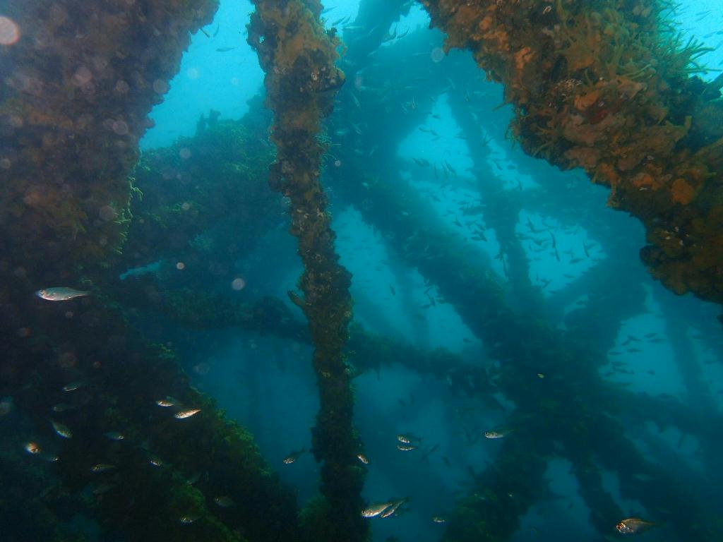 포항 청진 카페마린11 다이브 인공어초 - 포항(펀다이빙) - 포항 청진 카페마린11 다이브 인공어초
