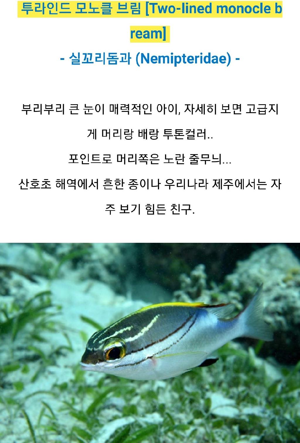 아메드 - 드롭오프