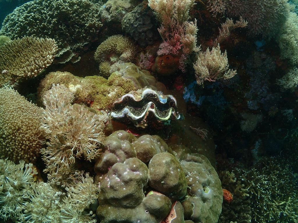 펀다이빙 사방2-5 - sabang beach - monkey beach