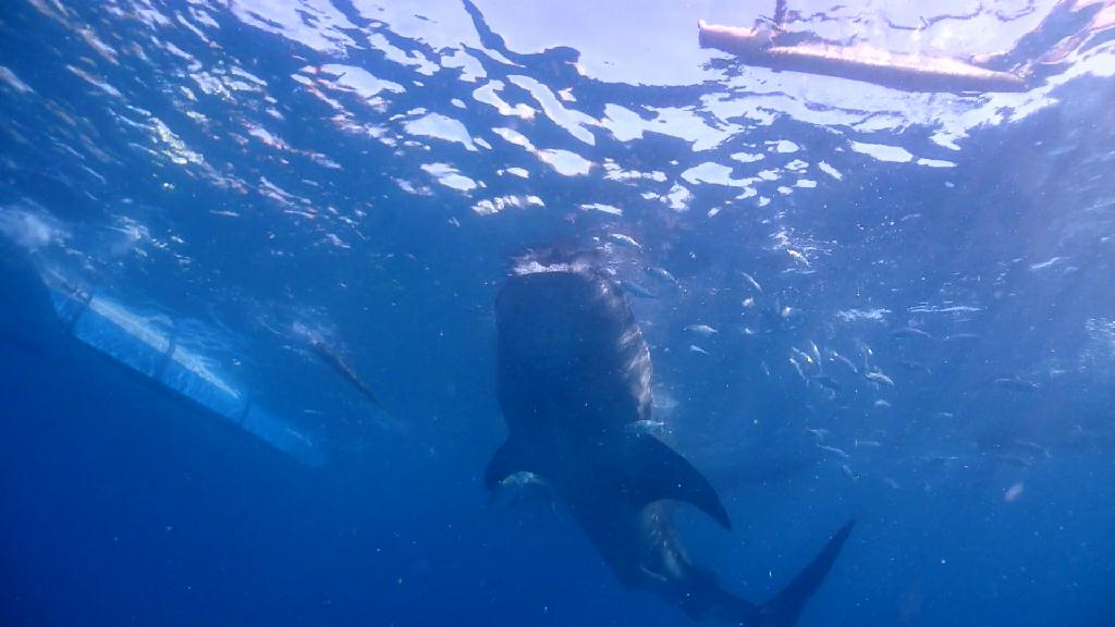 고래상어 관찰 - Cebu Liloan Kingdom resort - Oslob Whale Shark