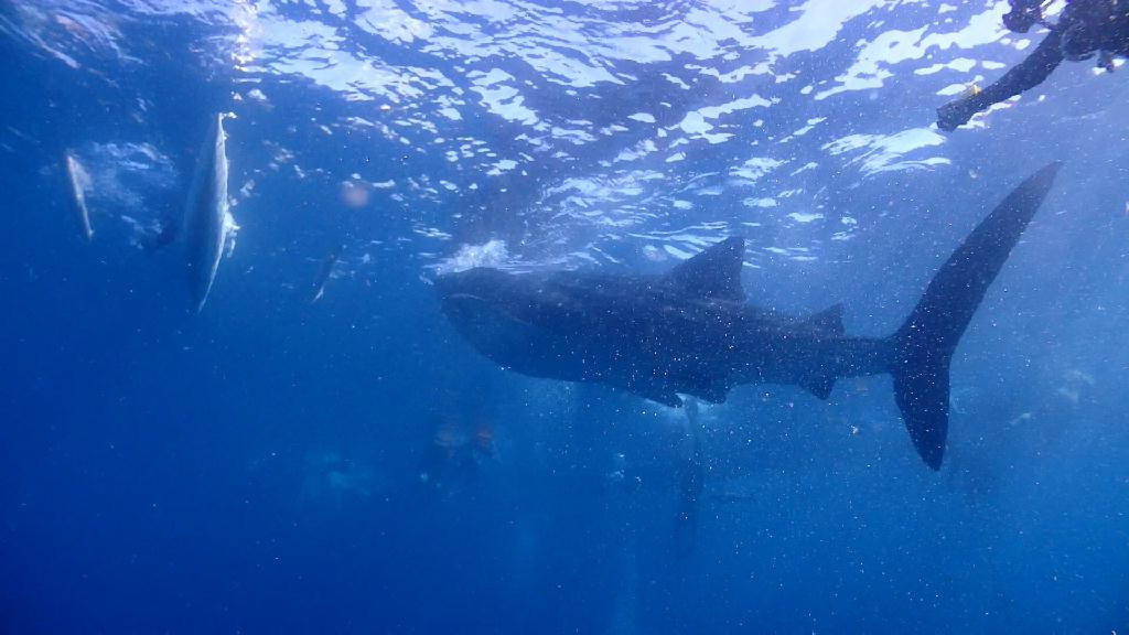 고래상어 관찰 - Cebu Liloan Kingdom resort - Oslob Whale Shark