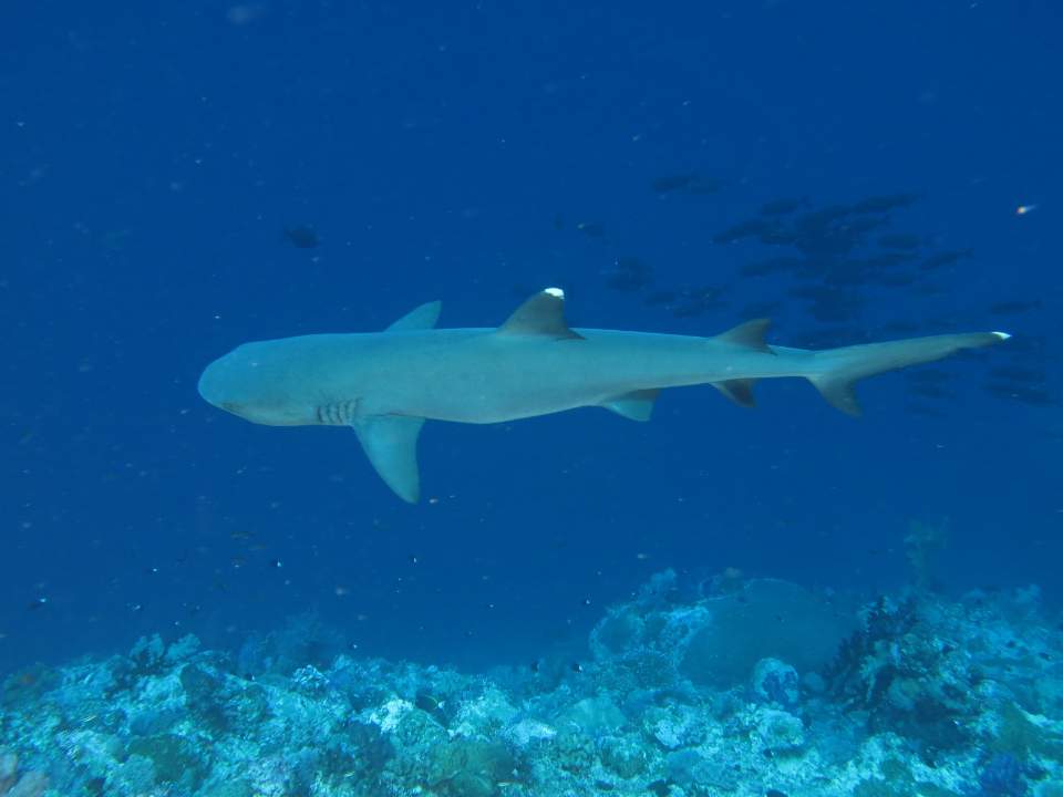 펀 다이빙 - 팔라우 /  버디 정강사님 - 을릉채널