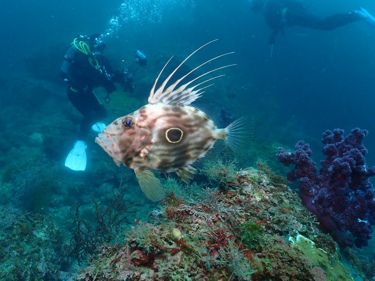 済州島（チェジュ島）スキューバダイビングにはこのホテルがいい