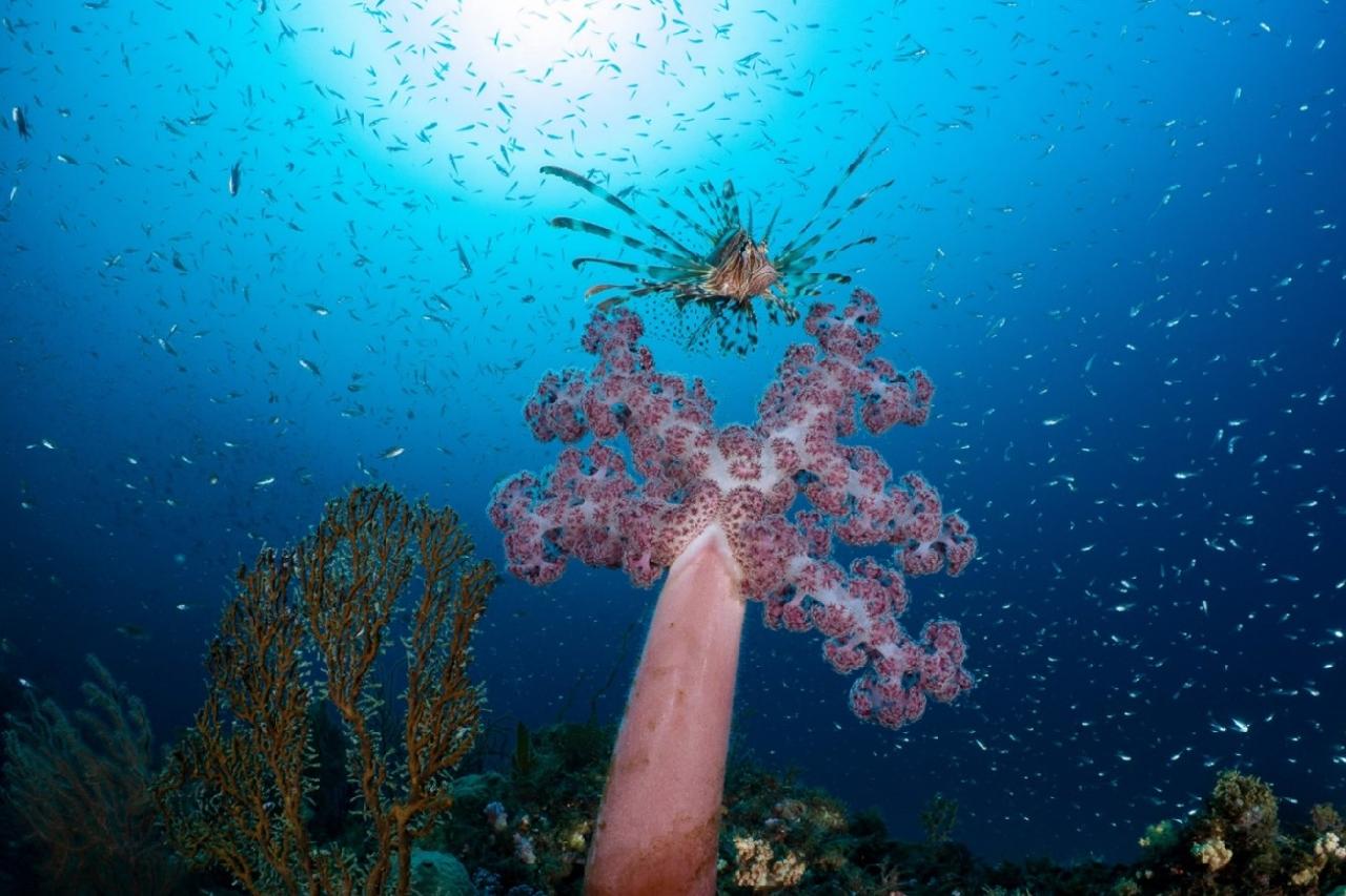 🐟 Jeju Island Underwater Environment