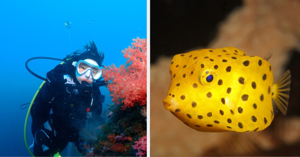 Enjoy Jeju Island Scuba Diving Trip with DIVEMAP