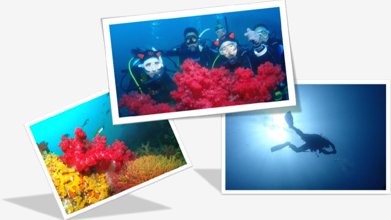 Enjoy Jeju Island Scuba Diving Trip with DIVEMAP