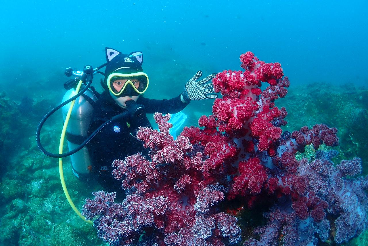 済州ダイビングで期待できること
