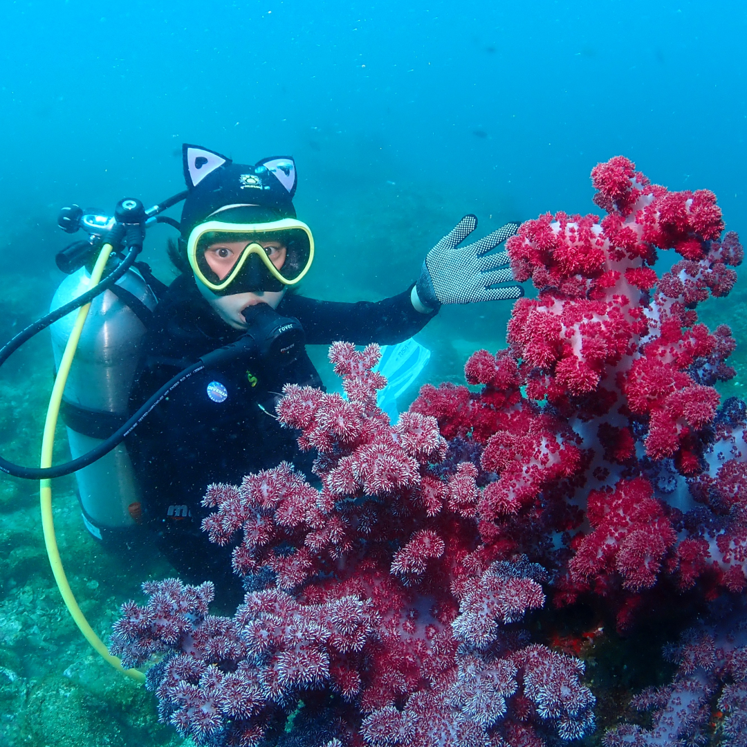 済州島クルーズ旅行者のためのスキューバダイビングガイド
