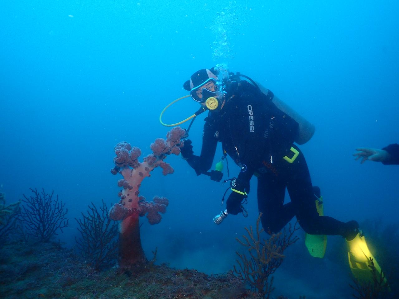 日本人ダイバー兼YouTuber、DIVEMAPと一緒に済州島・西帰浦（ソギポ）の海を大発見！