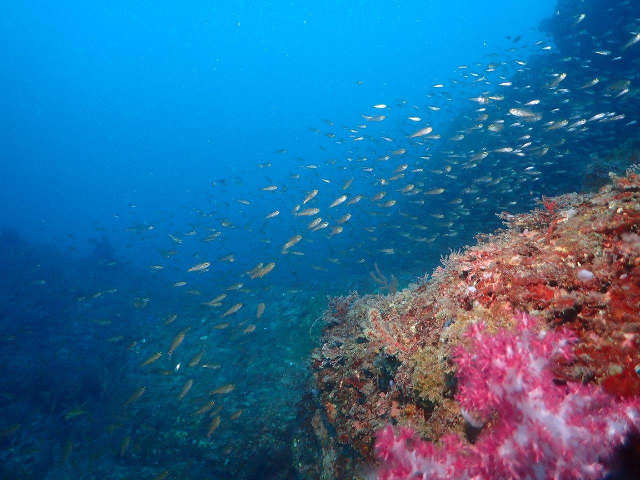 Japanese Diver & YouTuber Discovers the Seas of Seogwipo, Jeju with DIVEMAP!